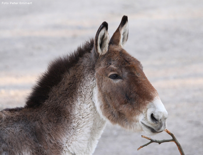 Kiang im Wuppertaler Zoo im Januar 2009 (Foto Peter Emmert)