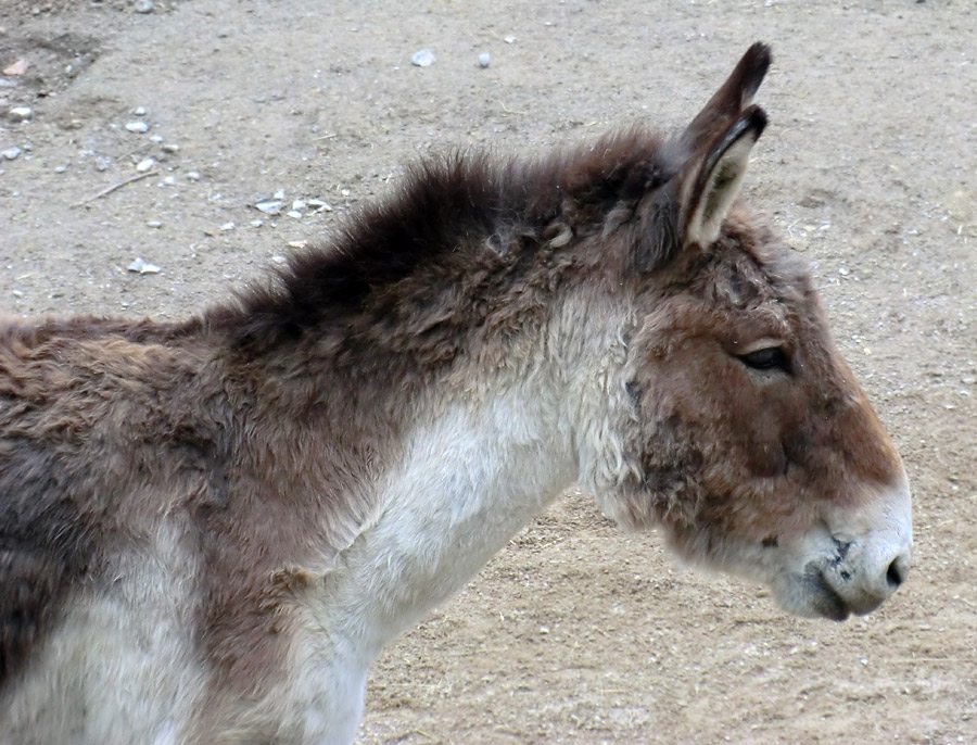 Kiangs im Zoo Wuppertal im April 2011