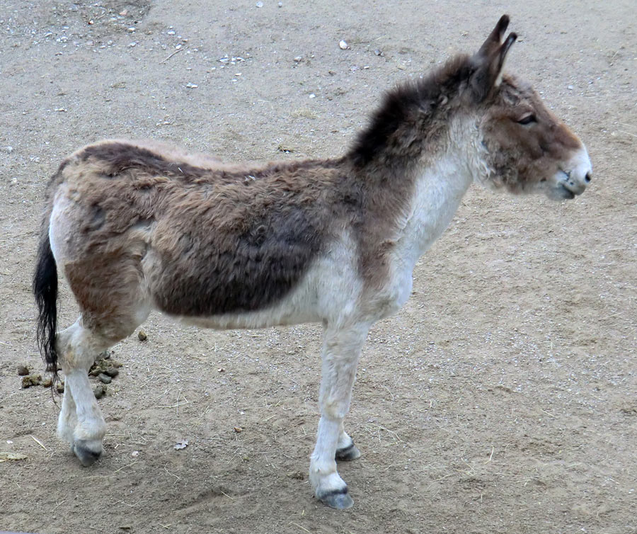 Kiangs im Zoologischen Garten Wuppertal im April 2011