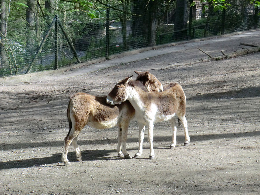 Kiangs im Zoologischen Garten Wuppertal im April 2011