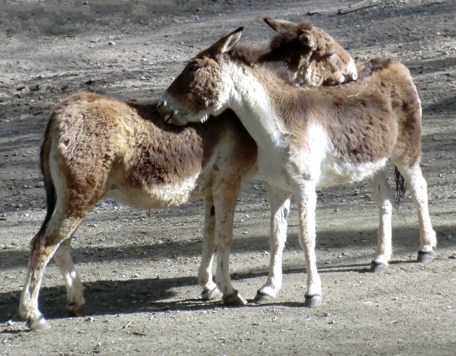 Kiangs im Wuppertaler Zoo im April 2011