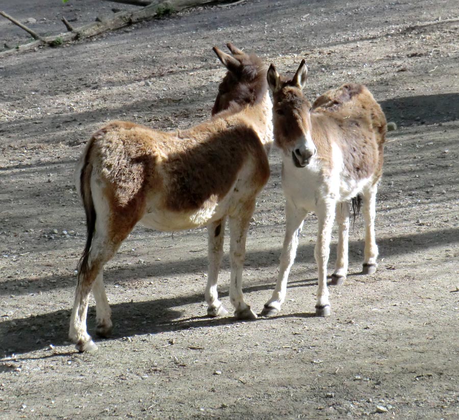 Kiangs im Zoo Wuppertal im April 2011