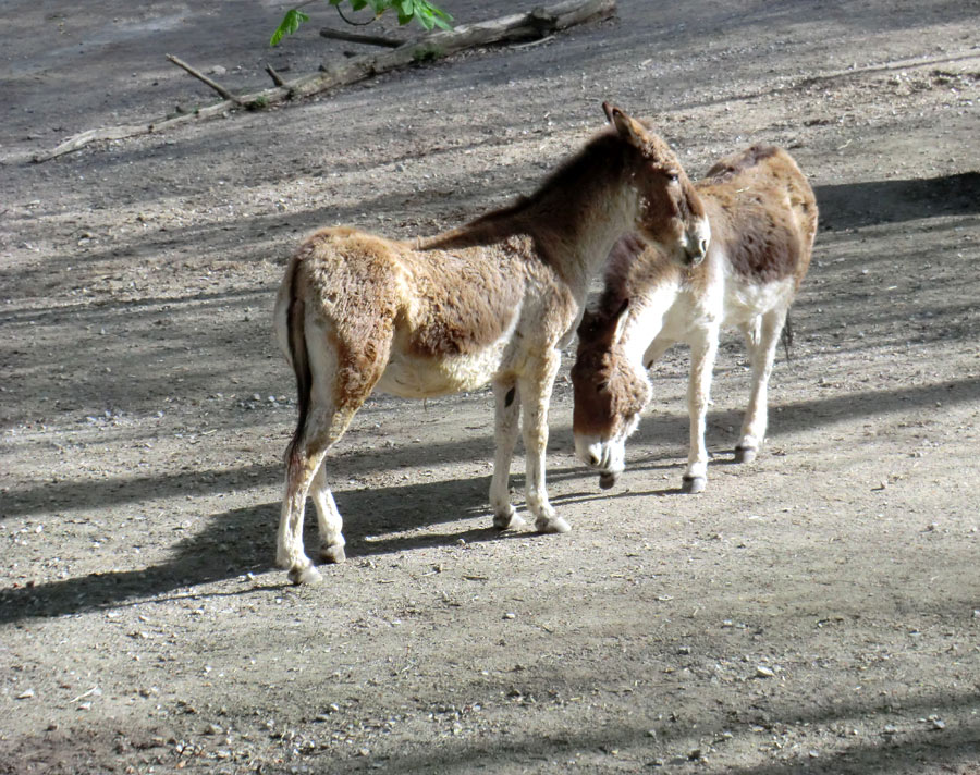 Kiangs im Zoologischen Garten Wuppertal im April 2011