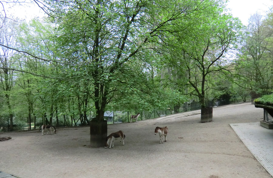 Kiangs im Wuppertaler Zoo im April 2011