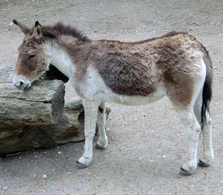 Kiangs im Zoo Wuppertal im April 2011