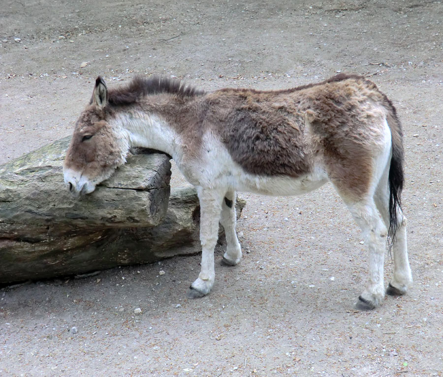 Kiangs im Zoologischen Garten Wuppertal im April 2011