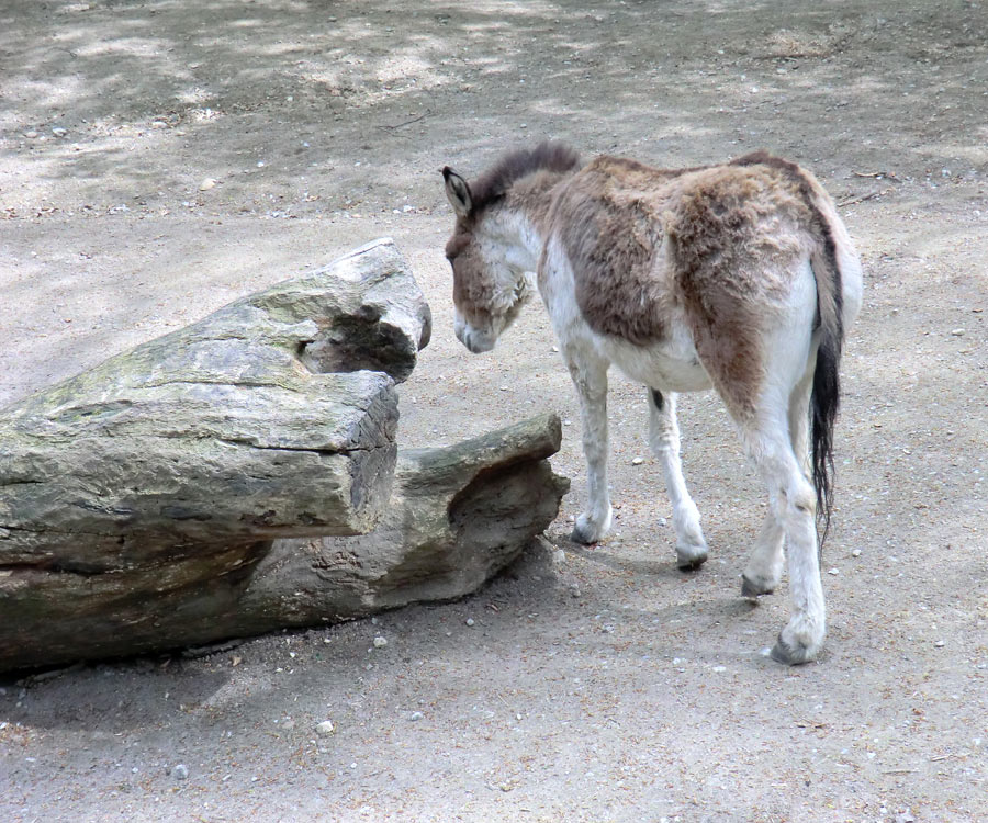 Kiangs im Wuppertaler Zoo im April 2011