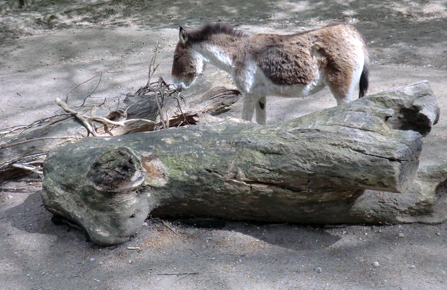 Kiangs im Zoo Wuppertal im April 2011