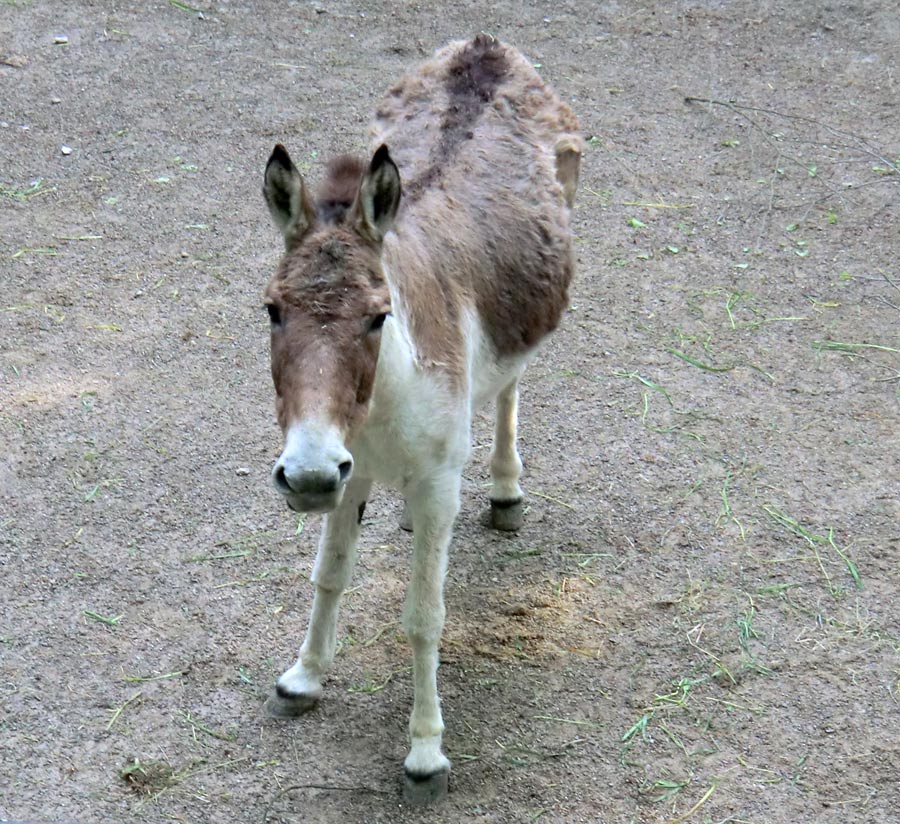 Kiangs im Zoo Wuppertal im April 2011