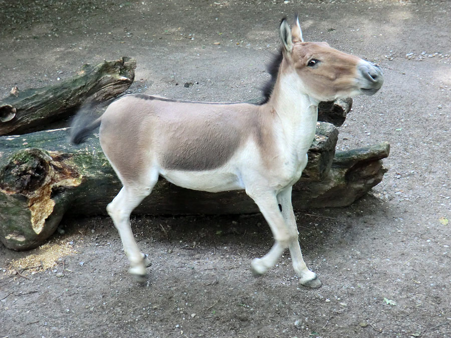 Kiang Hengst im Wuppertaler Zoo im Dezember 2011