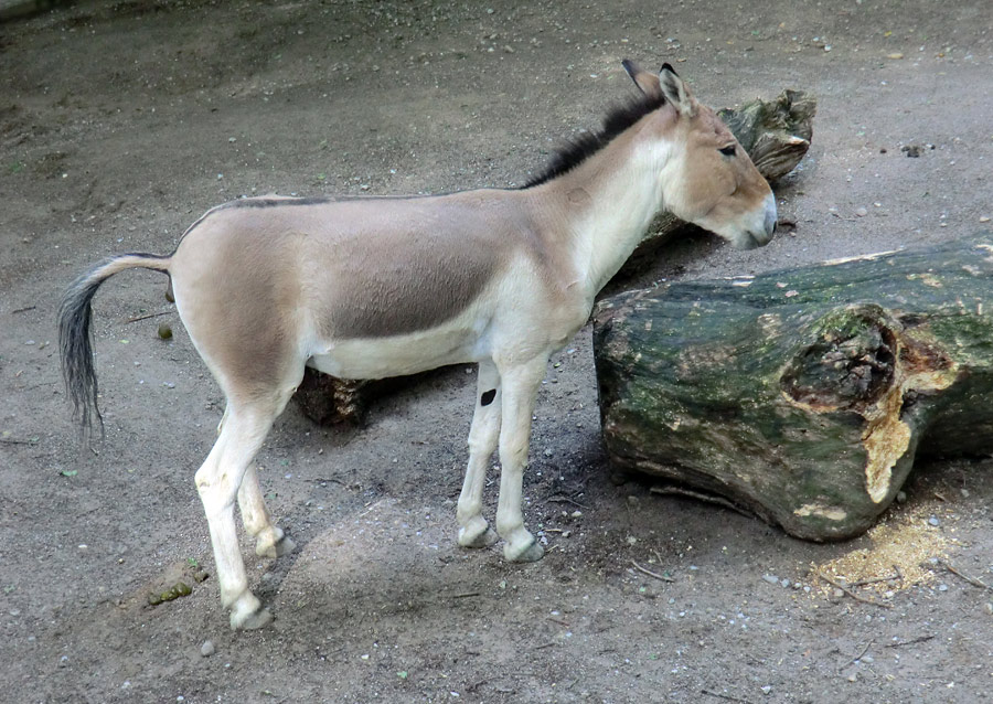 Kiang Hengst im Zoo Wuppertal im Juni 2011