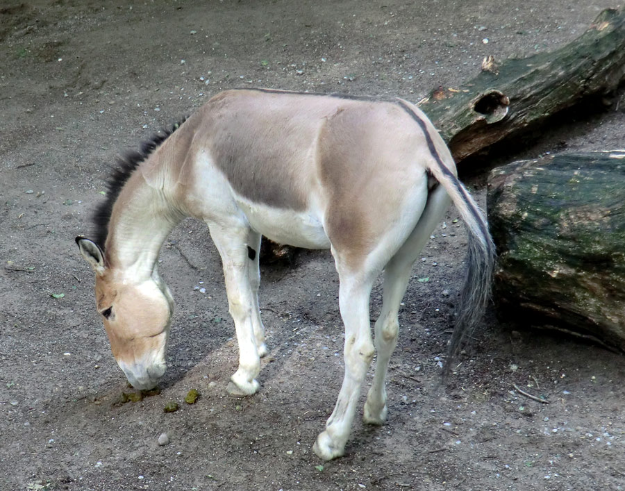 Kianghengst im Zoologischen Garten Wuppertal im Dezember 2011