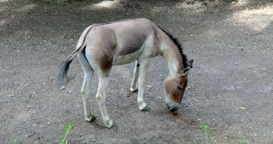 Kiang Hengst im Wuppertaler Zoo im Dezember 2011