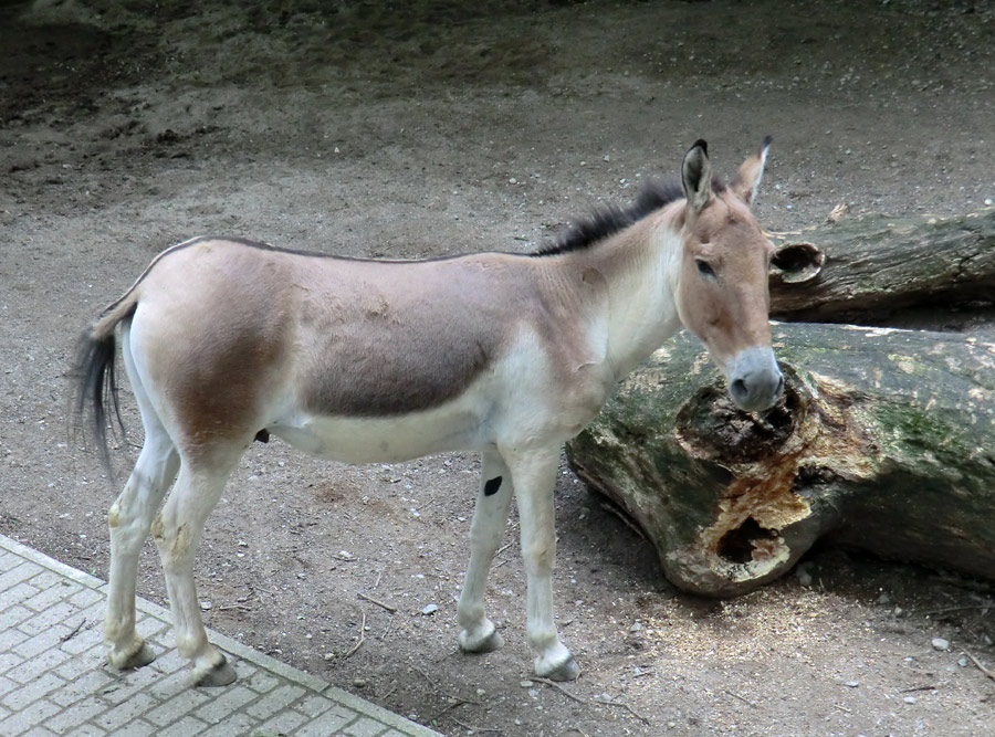 Kiang Hengst im Zoo Wuppertal im Juni 2011