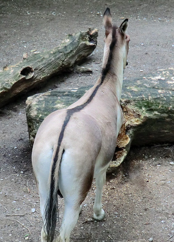 Kianghengst im Zoologischen Garten Wuppertal im Dezember 2011