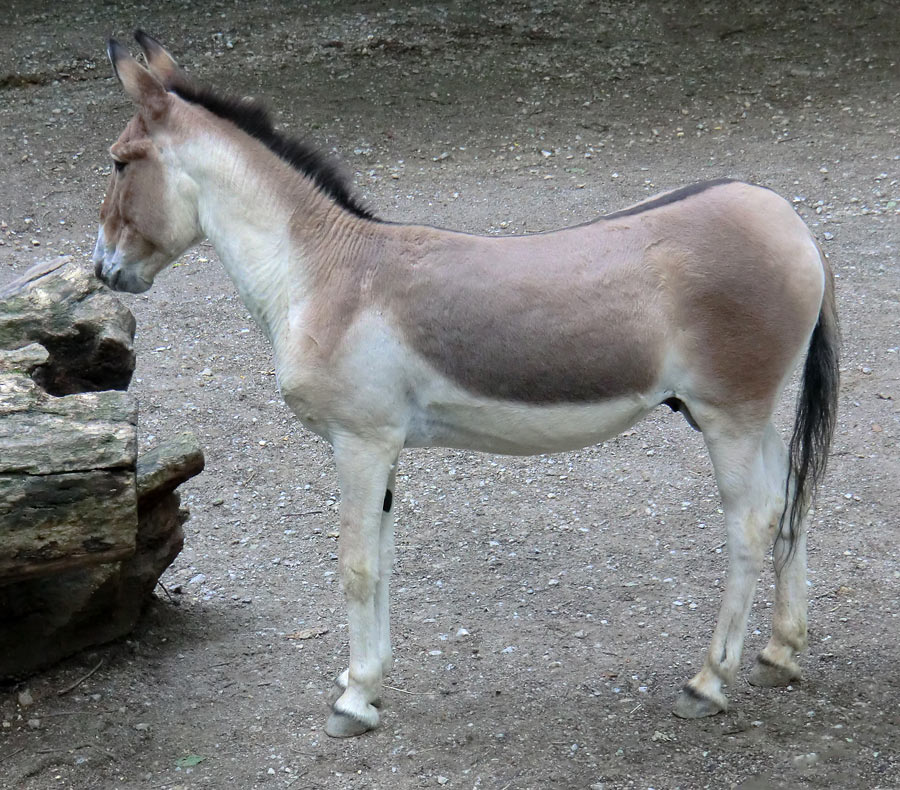 Kianghengst im Zoologischen Garten Wuppertal im Dezember 2011