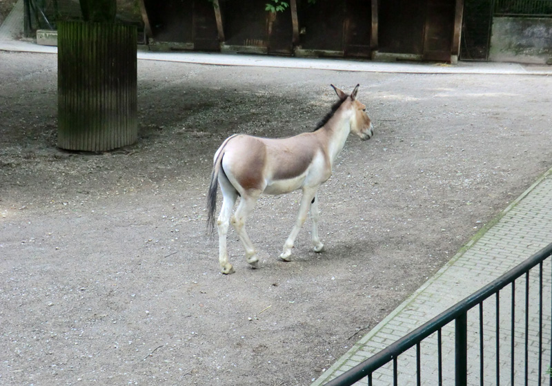 Kiang Hengst im Zoo Wuppertal im Juni 2011