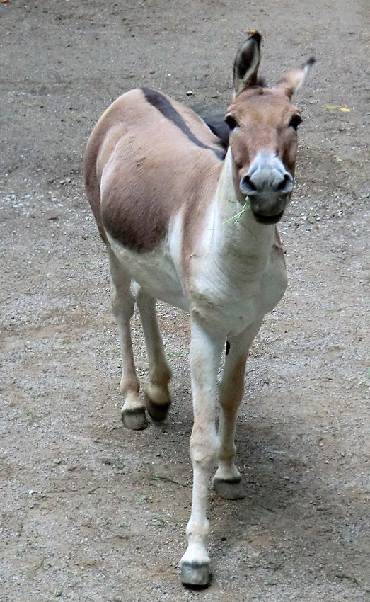 Kianghengst im Zoologischen Garten Wuppertal im Dezember 2011