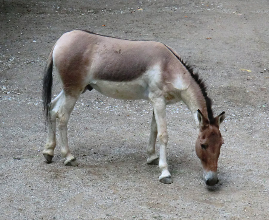 Kiang Hengst im Wuppertaler Zoo im Dezember 2011