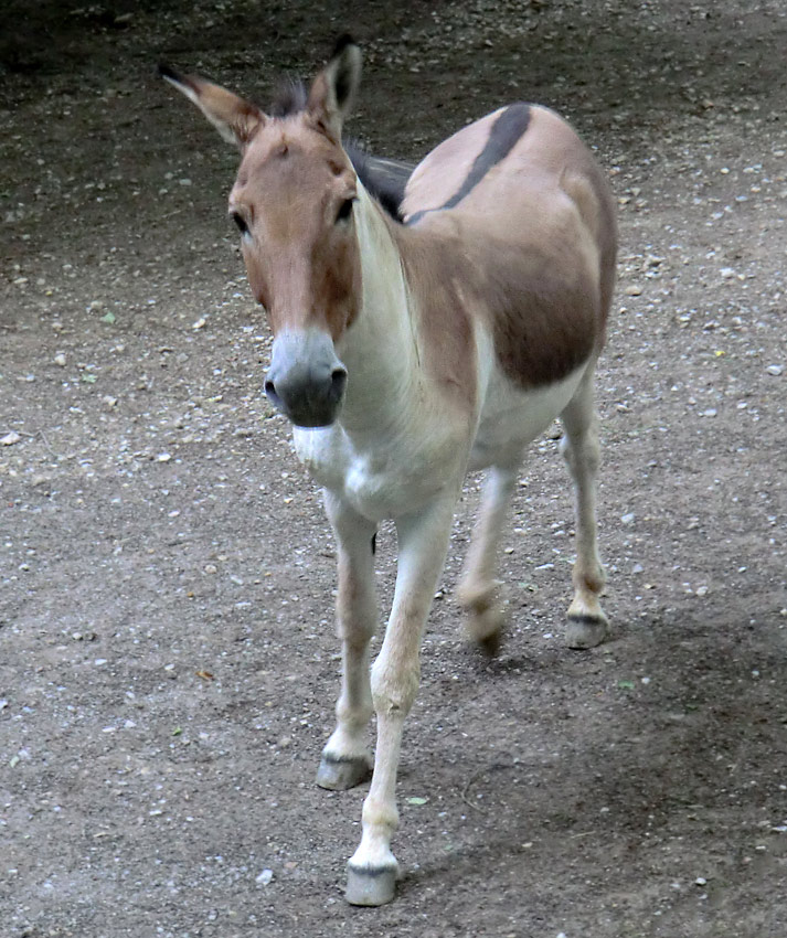 Kiang Hengst im Wuppertaler Zoo im Dezember 2011