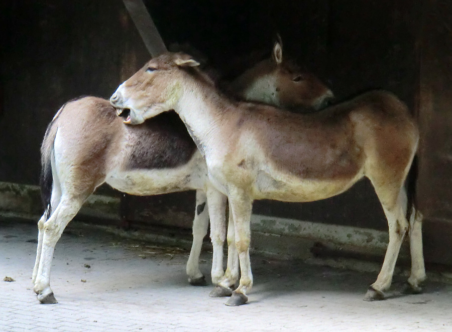 Kiangs im Zoologischen Garten Wuppertal im Juni 2011