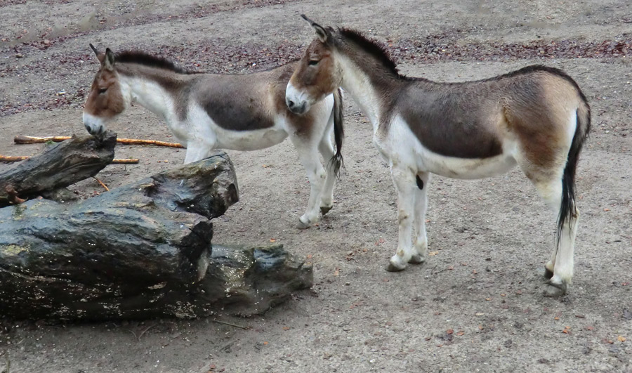 Kiangs im Zoo Wuppertal im Dezember 2011