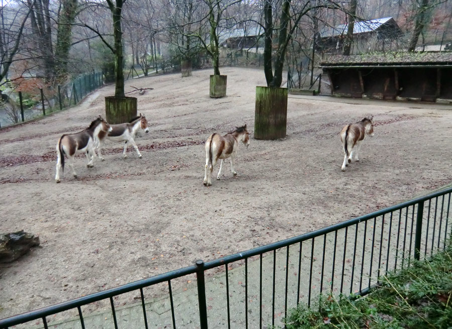 Kiangs im Zoologischen Garten Wuppertal im Dezember 2011