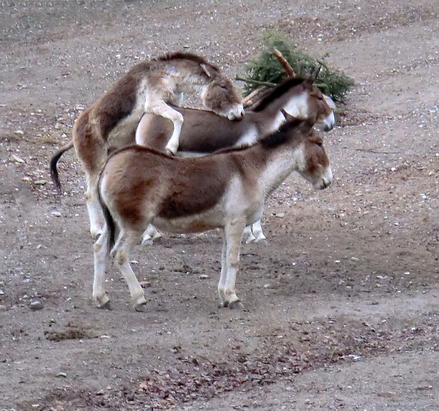 Kiangs im Wuppertaler Zoo im Dezember 2011