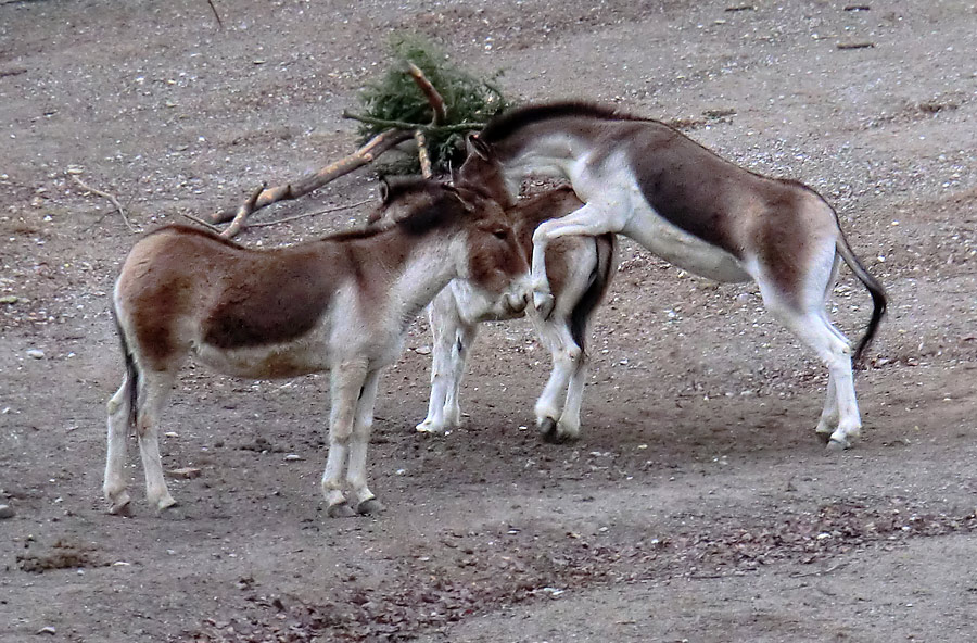 Kiangs im Zoo Wuppertal im Dezember 2011