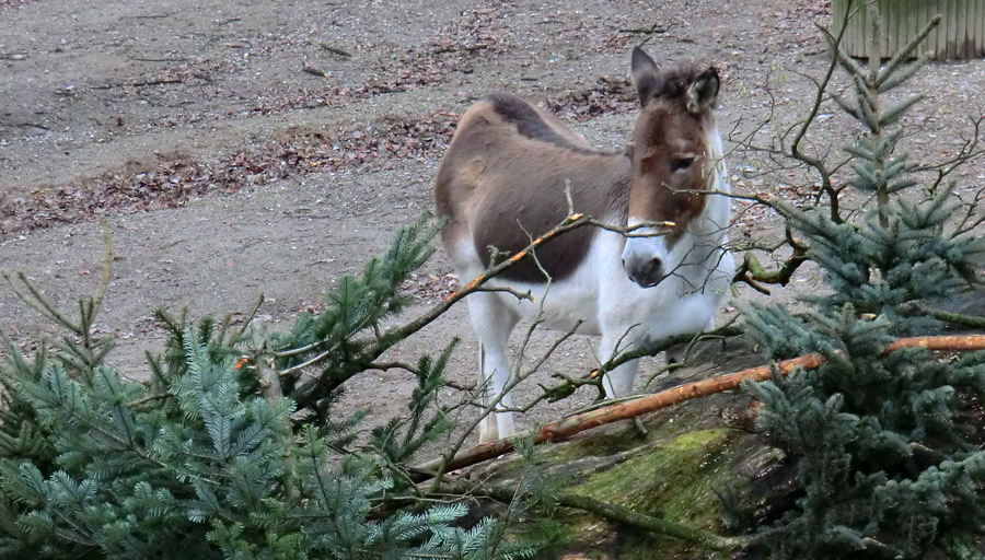 Kiangs im Zoologischen Garten Wuppertal im Dezember 2011