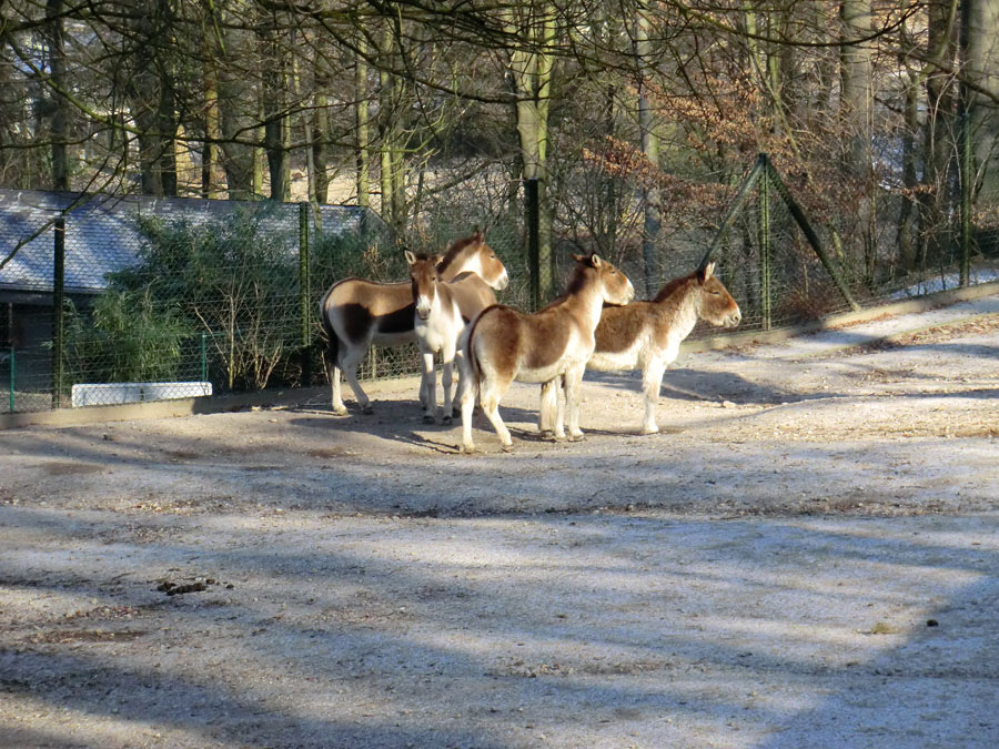 Kiangs im Wuppertaler Zoo im Februar 2012