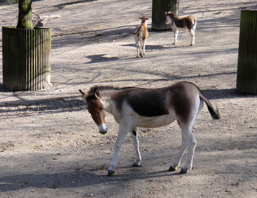 Kiangs im Zoologischen Garten Wuppertal im März 2012