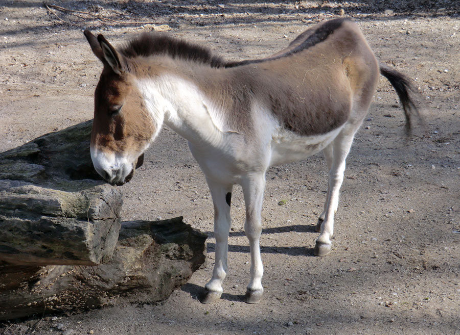 Kiang Stute im Zoologischen Garten Wuppertal im März 2012