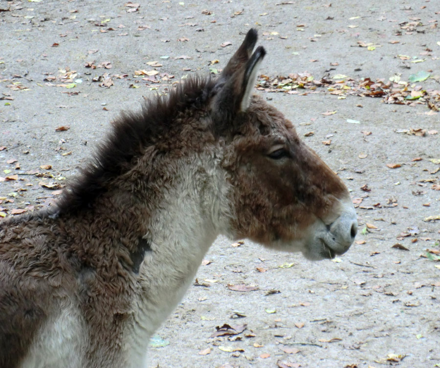 Kiang-Stute im Zoo Wuppertal im November 2012