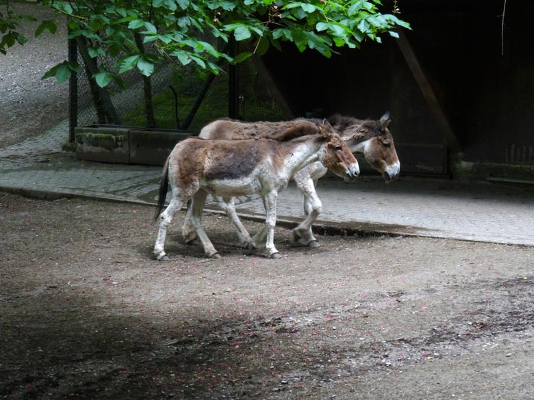 Zwei Kiang-Stuten am 31. Mai 2016 auf der Außenanlage im Grünen Zoo Wuppertal