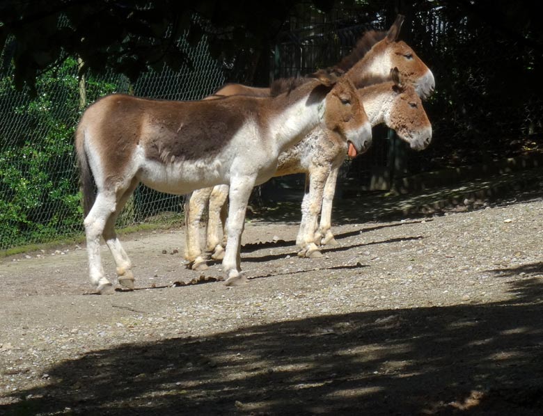 Drei Kiang-Stuten am 2. Juli 2016 auf der Außenanlage im Zoologischen Garten der Stadt Wuppertal
