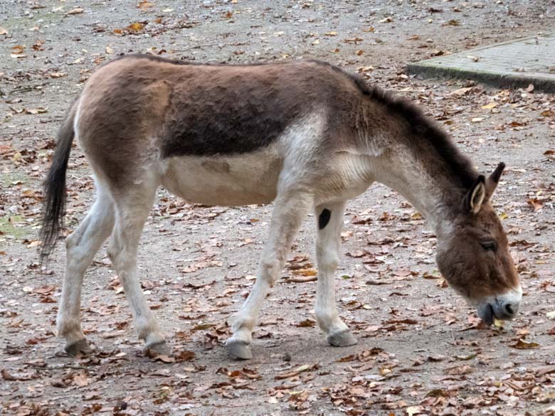 Kiang-Stute INA am 4. November 2017 auf der Außenanlage im Zoo Wuppertal