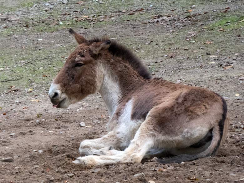 Kiang-Stute INA am 4. November 2017 auf der Außenanlage im Zoologischen Garten der Stadt Wuppertal