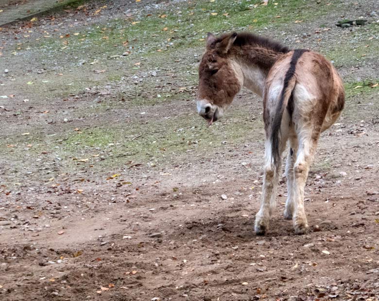 Kiang-Stute INA am 4. November 2017 auf der Außenanlage im Grünen Zoo Wuppertal