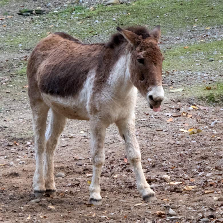 Kiang-Stute INA am 4. November 2017 auf der Außenanlage im Wuppertaler Zoo