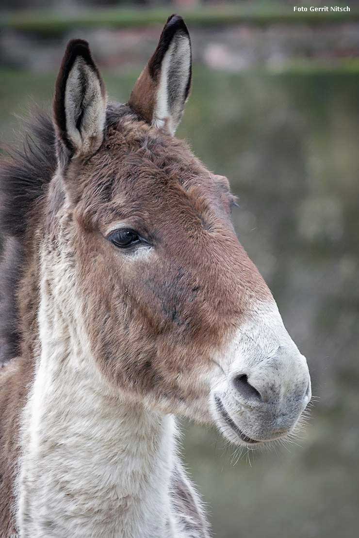 Kiang am 29. Dezember 2017 im Grünen Zoo Wuppertal (Foto Gerrit Nitsch)