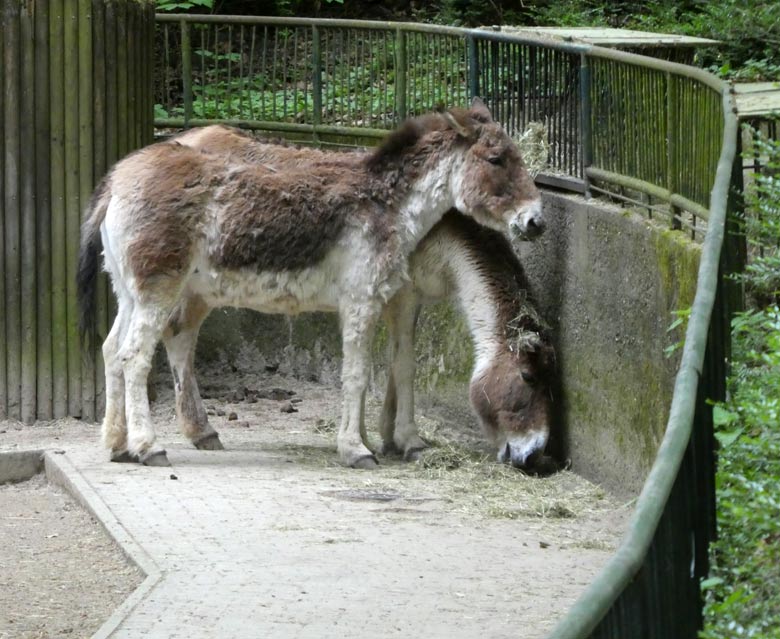 Zwei Kiangs am 28. April 2018 auf der Außenanlage im Wuppertaler Zoo