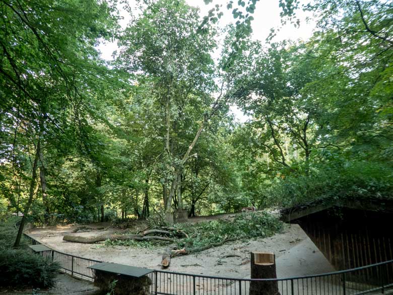 Gefällte Eiche auf der Anlage der Kiangs am 3. August 2018 im Grünen Zoo Wuppertal