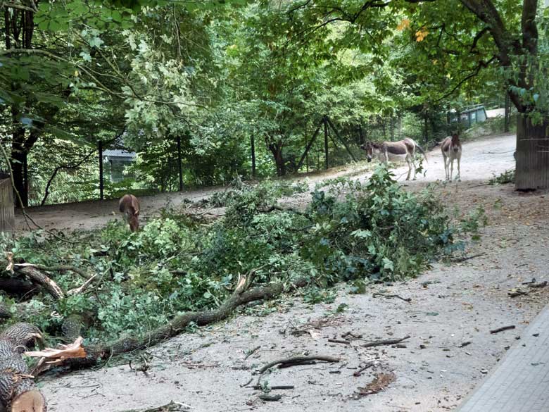 Drei Kiangs mit gefällter Eiche am 3. August 2018 auf der Außenanlage im Zoologischen Garten Wuppertal