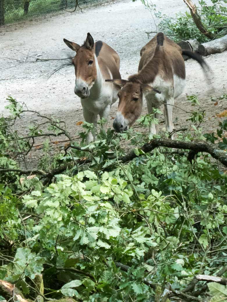 Zwei Kiangs mit gefällter Eiche am 3. August 2018 auf der Außenanlage im Zoo Wuppertal