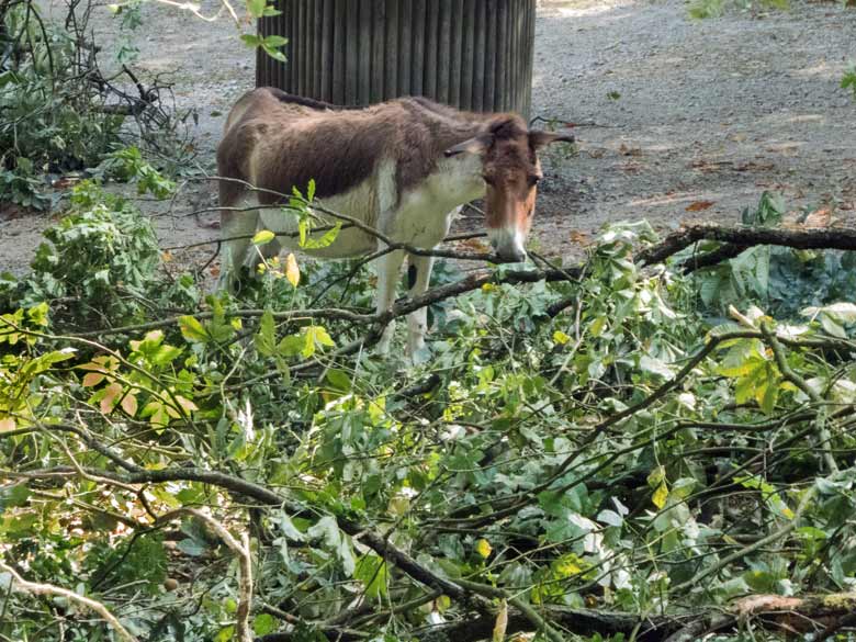 Kiang mit Eichenlaub am 3. August 2018 auf der Außenanlage im Wuppertaler Zoo