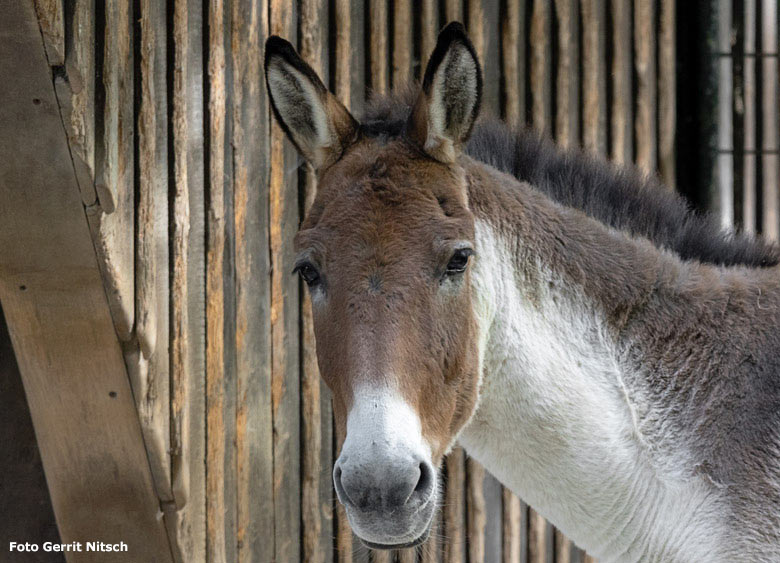 Kiang am 8. Oktober 2018 auf der Außenanlage im Wuppertaler Zoo (Foto Gerrit Nitsch)