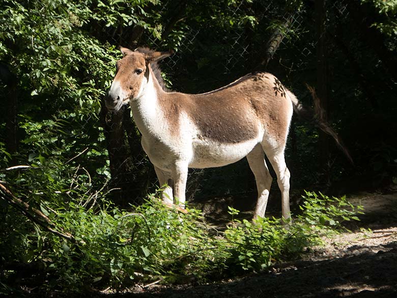 Kiang am 29. Juni 2019 auf der Außenanlage im Zoologischen Garten Wuppertal