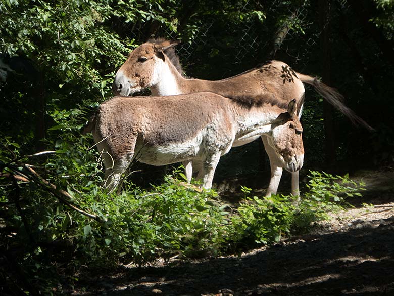 Zwei Kiangs am 29. Juni 2019 auf der Außenanlage im Grünen Zoo Wuppertal