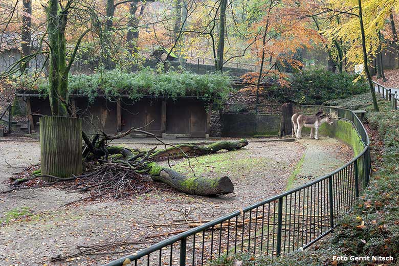 Kiangs am 20. November 2019 auf der Außenanlage im Grünen Zoo Wuppertal (Foto Gerrit Nitsch)